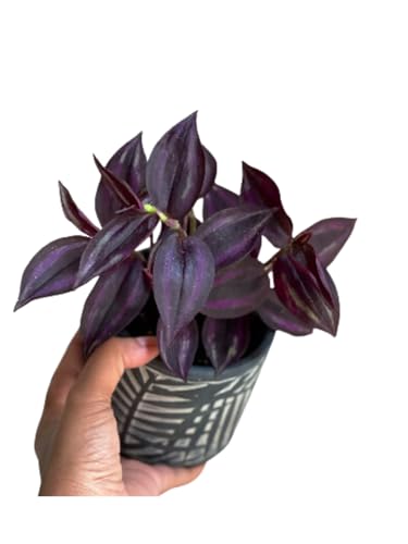 Best Low Light Houseplants
