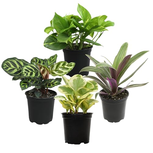 Best Low Light Indoor Plants for Air Purifying and Easy Care