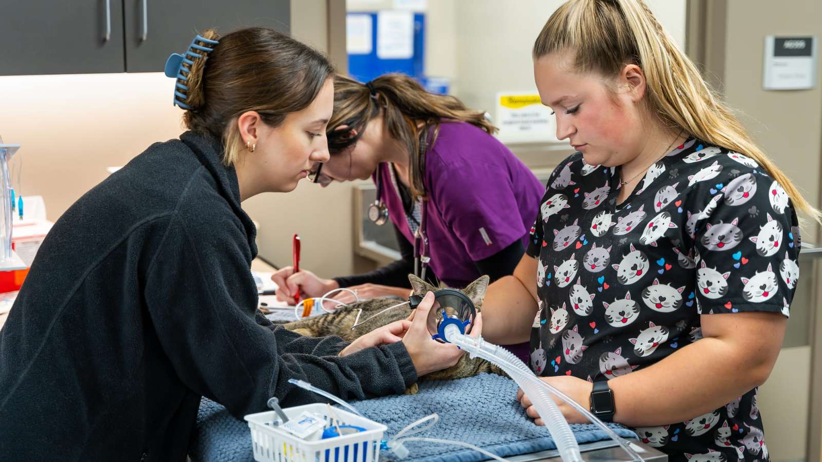 How Much Does It Cost to Become a Vet Tech: Ultimate Expense Guide