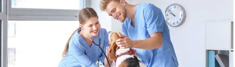 How to Be a Vet Tech Assistant