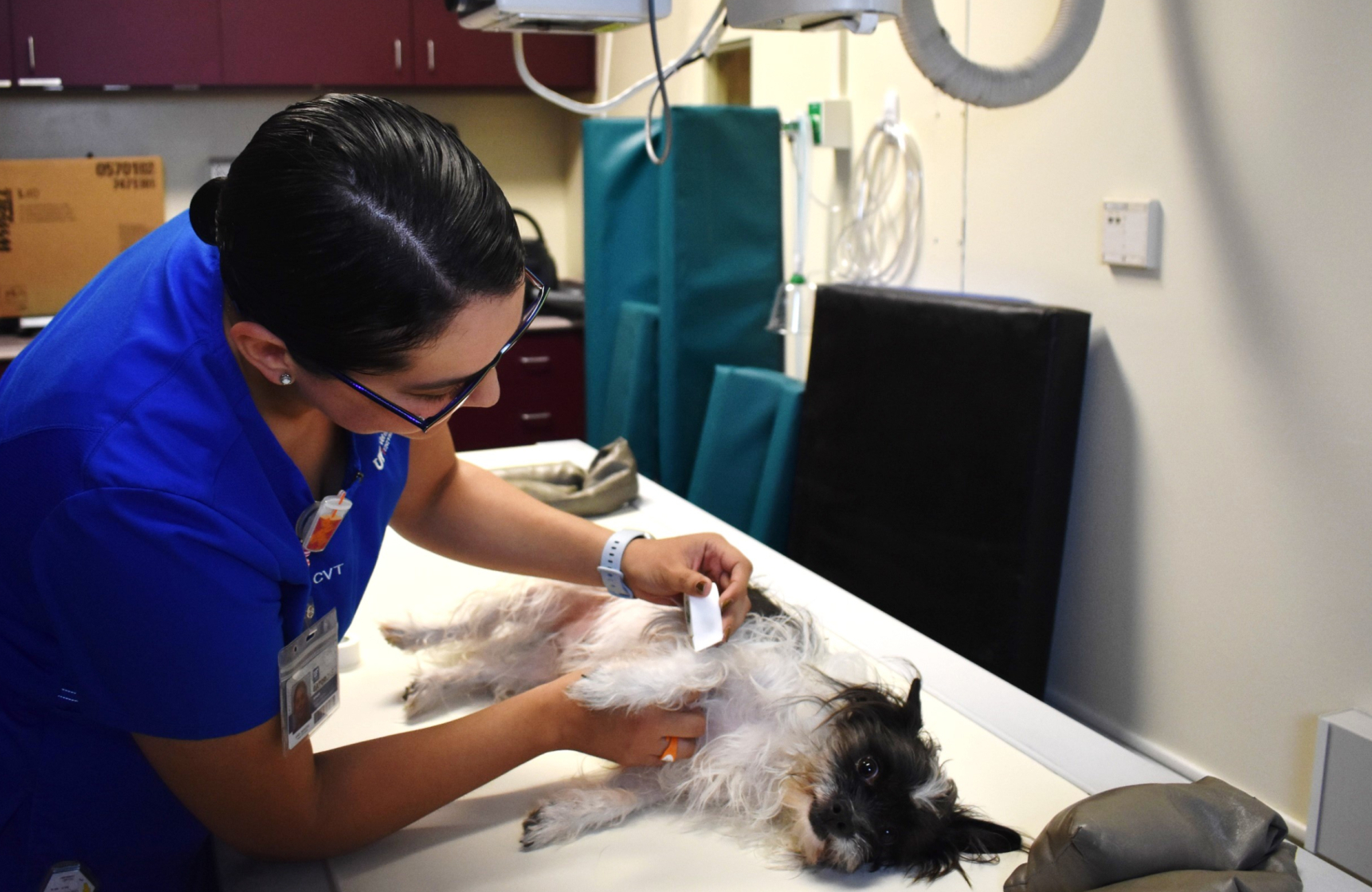 How to Become a Vet Tech in Florida: Ultimate Career Guide 2025