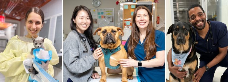 How to Become a Vet Tech in Ny
